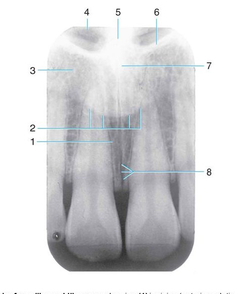 <p>Which number is the <strong>incisive foramen?</strong></p>