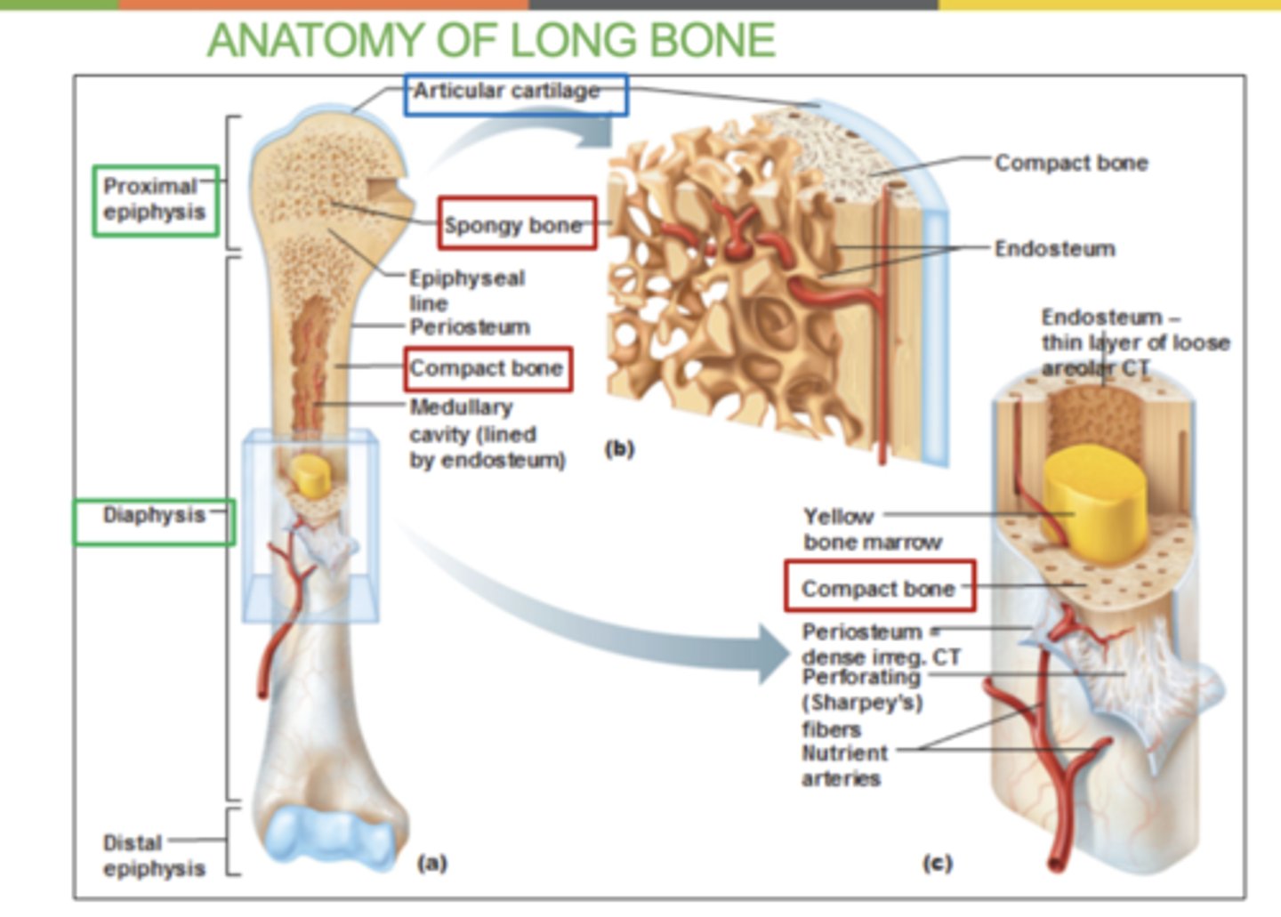 <p>- Epiphysis (spongy bone): end of long bone</p><p>- Diaphysis (compact bone): middle segment of bone</p><p>- Articular cartilage: cartilage that covers both ends of joins ( top and bottom epiphysis)</p><p>- Epiphyseal line: the line between epiphysis and diaphysis. An indication that growth in length is complete</p><p>-Medullary cavity - space filled with bone marrow</p>