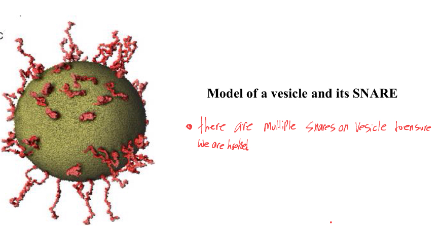 <ol><li><p>rab protein will interact with tethering protein on membrane</p></li><li><p>V-snare (which are all around the vesicle) will interact with t-snare on membrane</p></li></ol><p></p>
