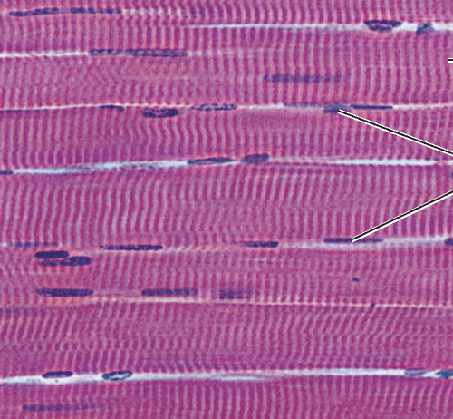 <p>What tissue type does this image depict?</p>