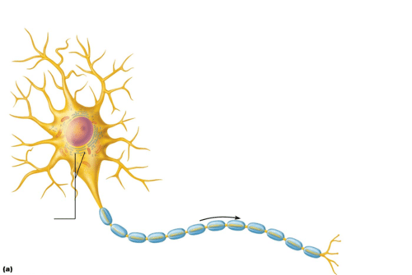 <p>Rough endoplasmic reticulum in neuron</p>