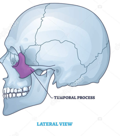 <p>zygomatic</p>