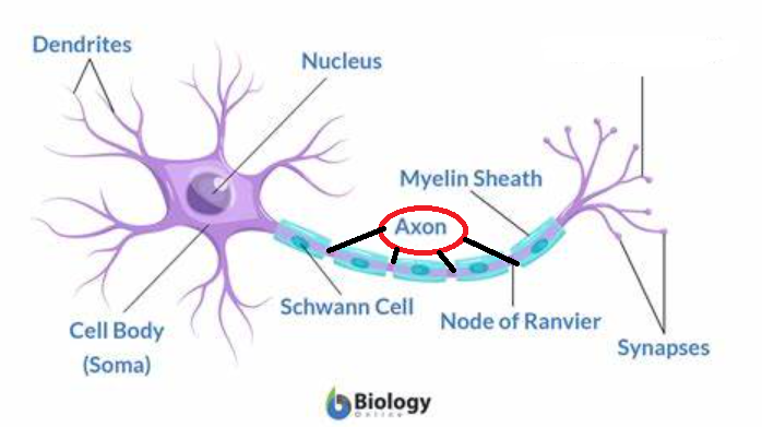 <p>long nerve fiber that conducts away from the cell body of the neuron; the path of electrical impulse</p>