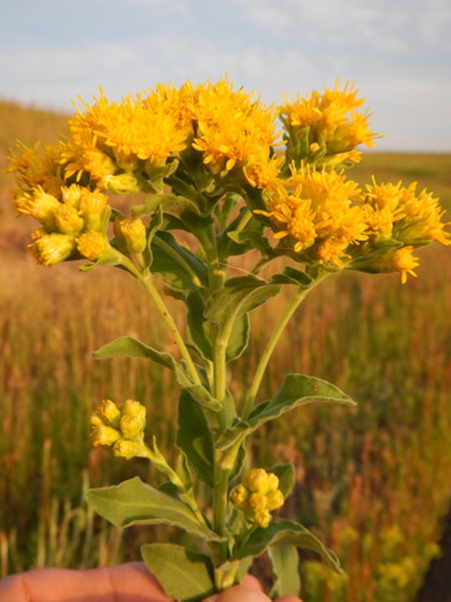 <p>Herbaceous perennial, basal-like leaves, yellow flower clusters at the top of stem</p>