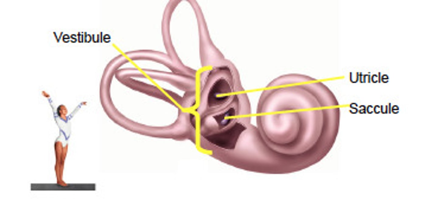 <p>Position of the head based upon gravity when there is no movement(Vestibule)</p>