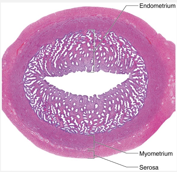 <p>What tissue is this?</p>
