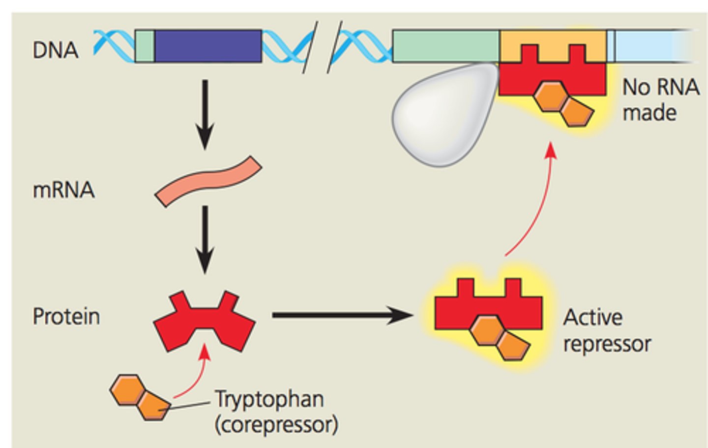 <p>a small molecule that cooperates with a repressor protein to switch an operon off</p>