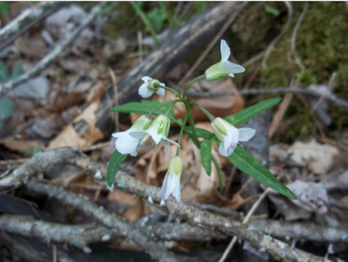 <p>slender toothwort</p>