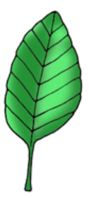 <p>Leaf with veins that go out, like a feather</p>