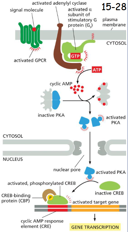 <p>Protein Kinase (PKA)</p><p>The alpha-subunit of trimeric G protein (G<sub>s</sub>) activates adenylyl cyclase (movie 15-3).</p><p>The rise in cAMP then activates protein kinase A (PKA). cAMP binds the two regulatory subunits of PKA and causes the release of its catalytic subunits.</p><p>In endocrine cells, activated PKA enters the nucleus and phosphorylates transcription factor CREB which further recruits a transcription co-activator CBP, activates transcription of target gene</p>