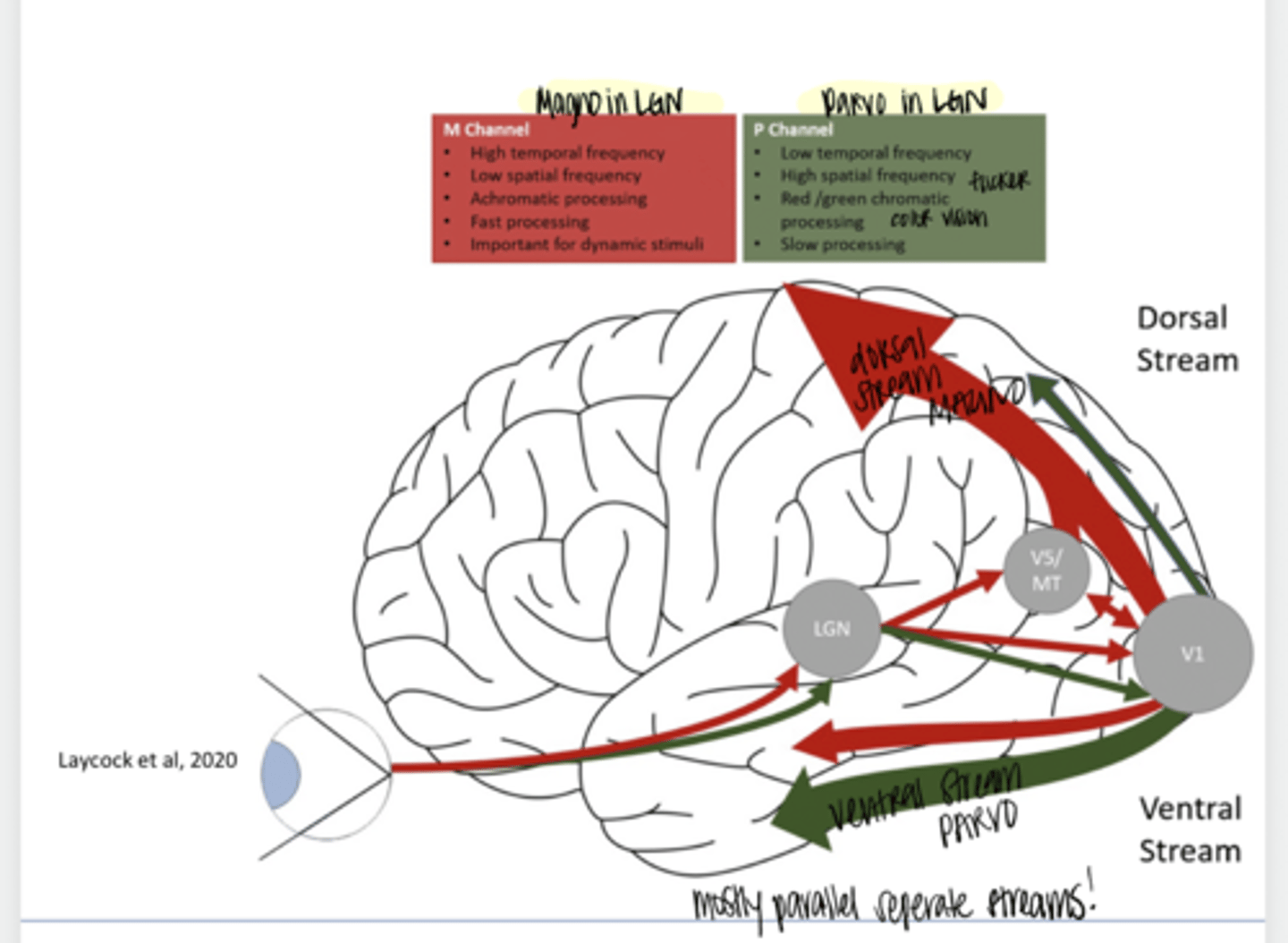 <p>Dorsal v Ventral Stream (Pic)</p>