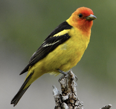 <ul><li><p>bright yellow body and red head</p></li><li><p>gleaner in foliage</p></li><li><p>song resembles black headed grosbeak</p></li></ul><p></p>