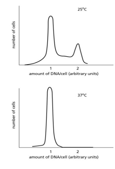 <p>b) inability to begin M phase</p>
