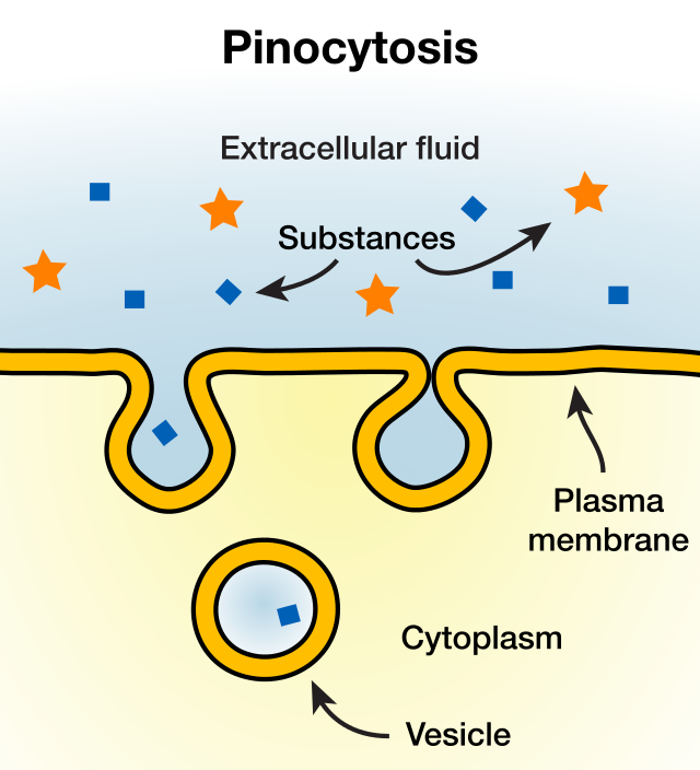 <p>small droplets containing dissolved materials are taken in by the cell; particularly important in the cells function in absorption (intestinal cells)</p>