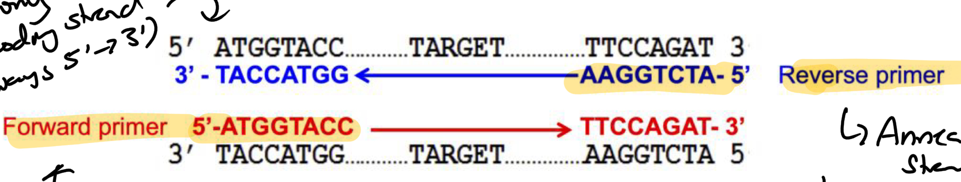 <p>the FORWARD + REVERSE primers flank sequence of interest</p><ul><li><p>Forward Anneals on the <strong>Left </strong>of the <u>NON</u>-CODING STRAND (seq = same as coding strand)</p></li><li><p>Reverse Anneals on the <strong>Right </strong>of the <u>CODING </u>STRAND (seq = complementary to coding)</p></li></ul><p></p>