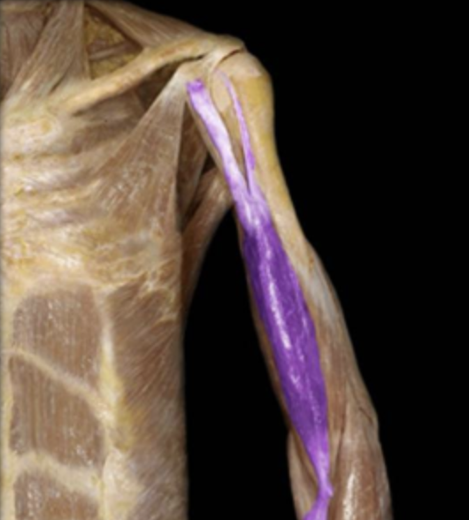 <p>origin of biceps brachii</p>