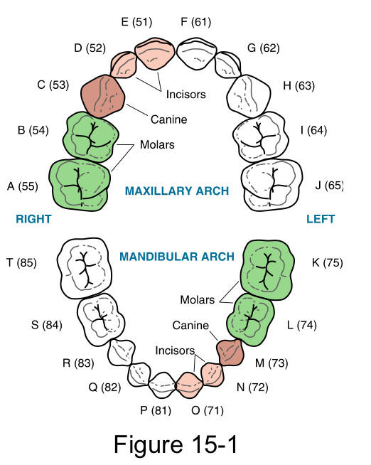 <p>Primary dentition</p>