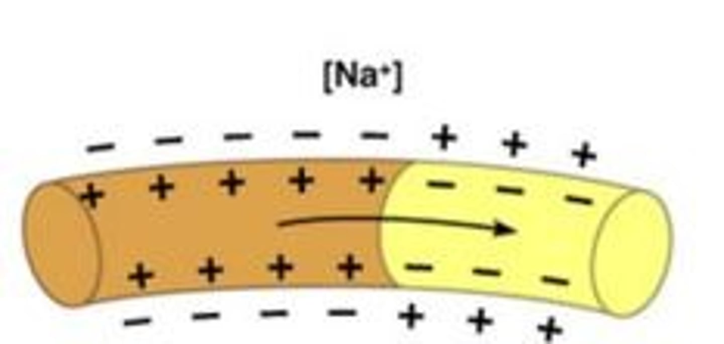 knowt flashcard image