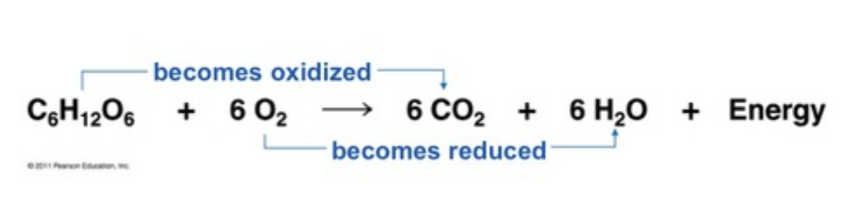 <p><strong>Oxidation:</strong> loss of electrons, often associated with the loss of hydrogen atoms </p><ul><li><p>electron carriers in their oxidized form do not have H</p></li><li><p>i.e., NAD+, FAD</p></li><li><p>LEO = Loss of Electrons is Oxidation</p></li></ul><p><strong>Reduction: </strong>gain of electrons, often associated with the gain of hydrogen atoms</p><ul><li><p>electron carriers in their reduced forms contain H</p></li><li><p>i.e., NADH, FADH2</p></li><li><p>GER = Gain of Electrons is Reduction</p></li></ul><ul><li><p>LEO the lion says GER</p></li></ul><p><strong>Glycolysis as a Redox Reaction: </strong></p><ul><li><p>glucose is oxidized to produce CO2 and H2O in cellular respiration, electrons are transferred from glucose to oxygen, releasing energy </p></li></ul>