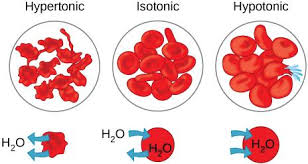 <p>the cell loses water</p><p>shrivels up</p><p>some may die</p>