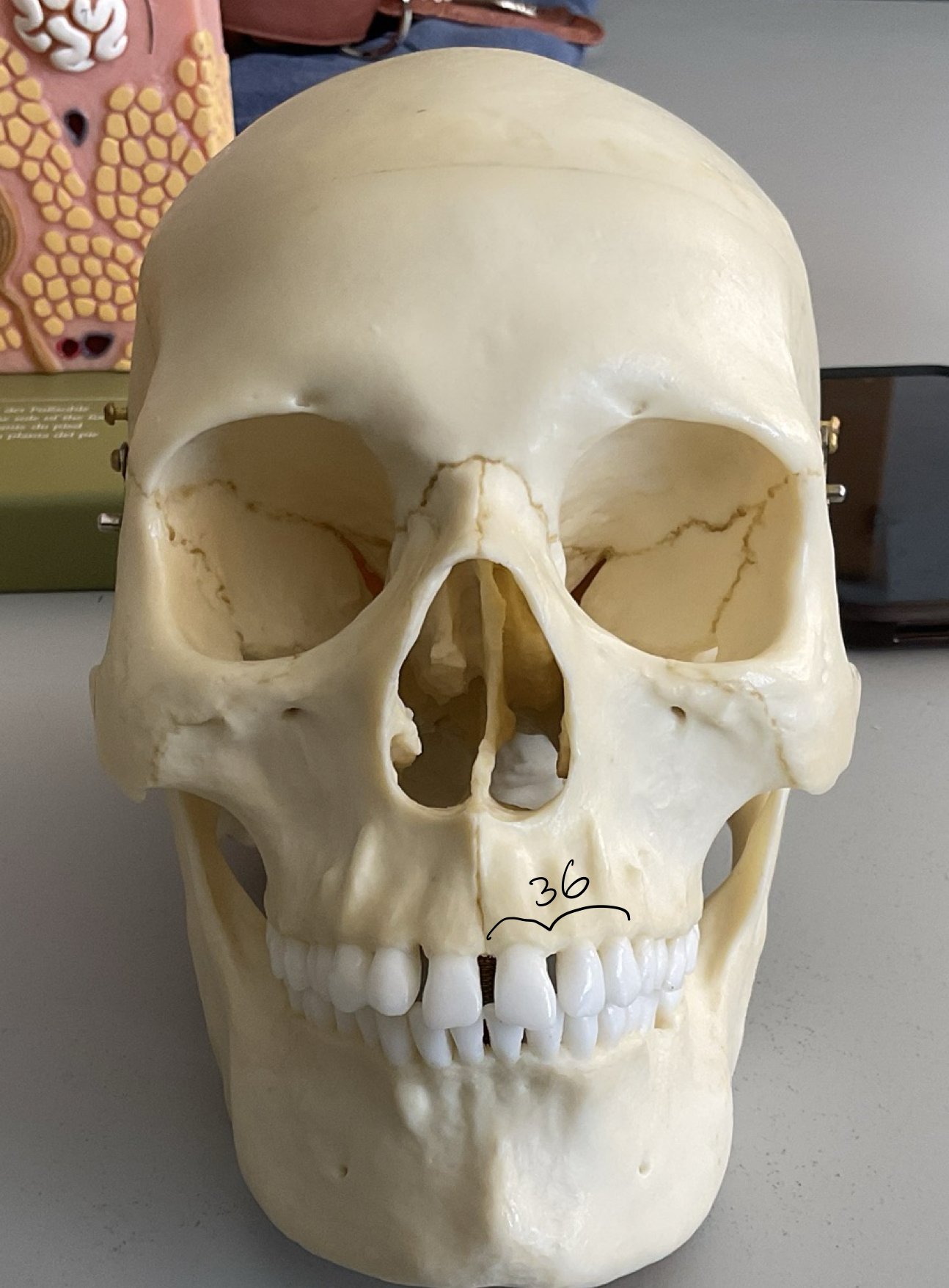 <p>36</p>