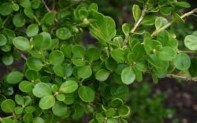 <p><span>Dense, compact shrub with small, evergreen, oval leaves. Used for hedges, borders, and topiary.</span></p>