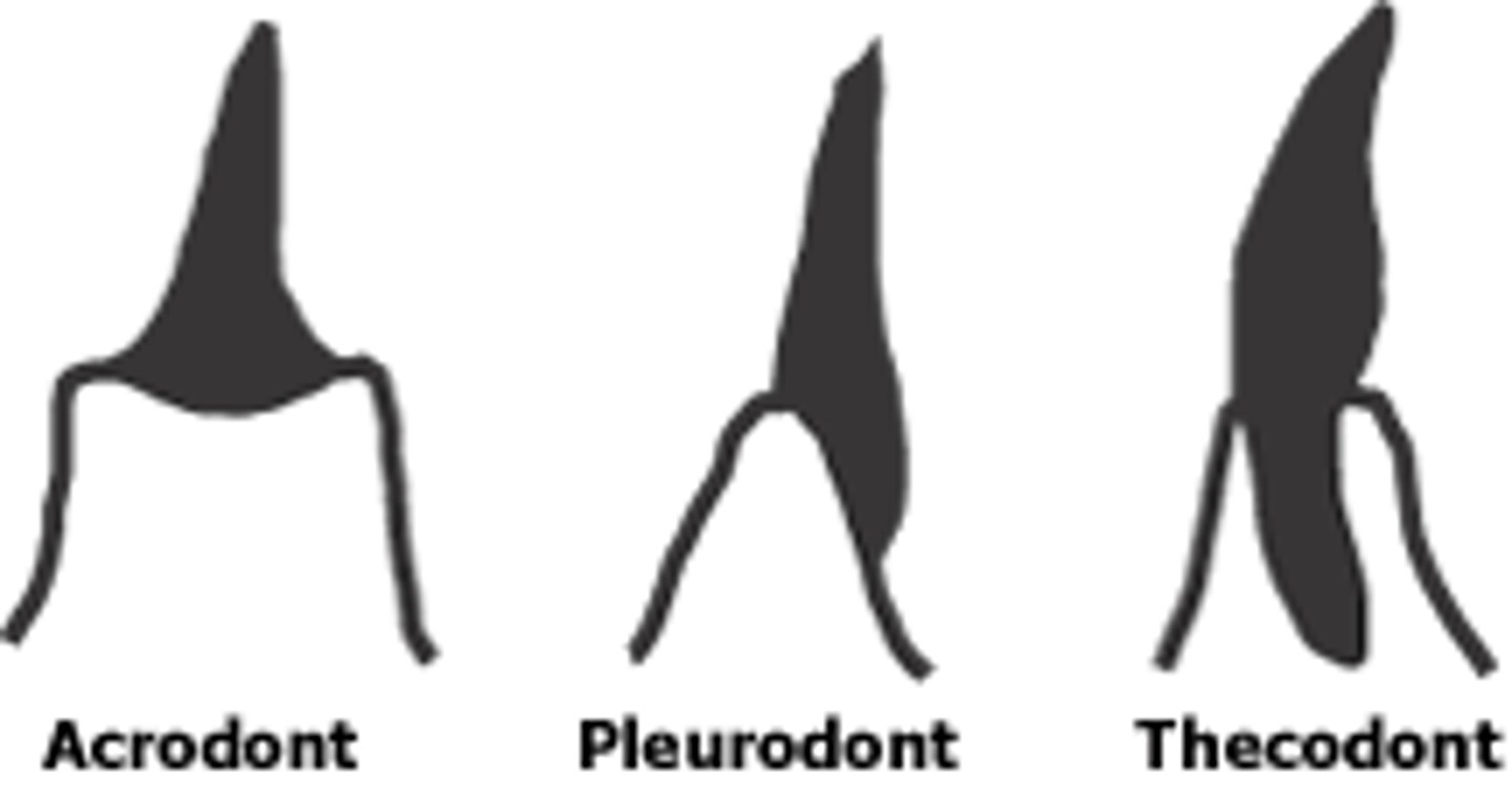 <p>Teeth held in sockets.</p>
