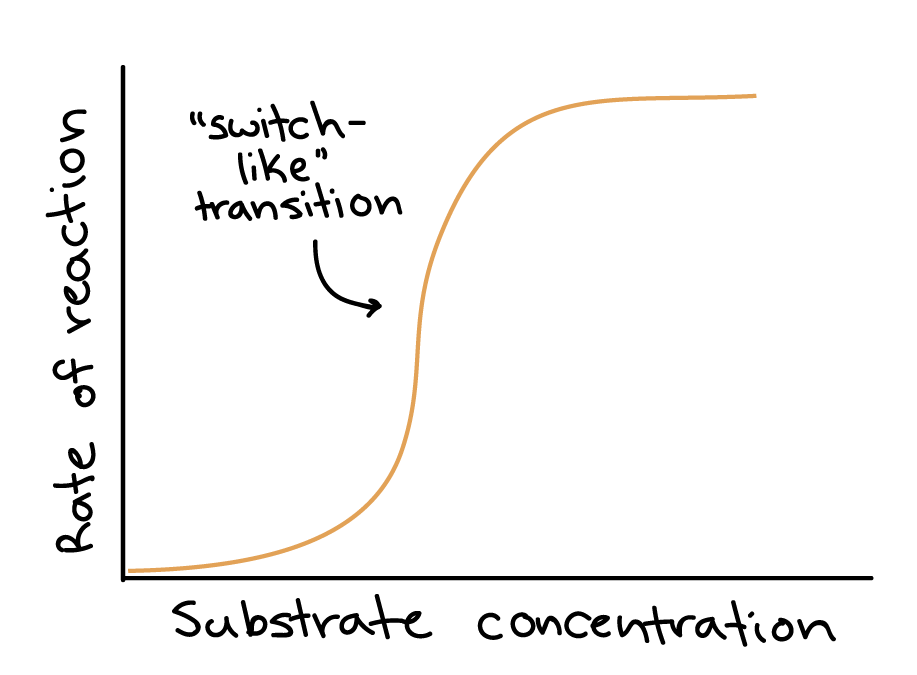 <p>where increased substrate binding happens more quickly as substrate binding sites become occupied (positive), negative substrate cooperativity is when substrate binding decreases affinity for next substrates wanting to bind.</p><p>noncooperative substrate binding: where it is not affected </p>