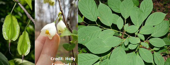 <p>Styracaceae</p><p>Halesia carolina</p>