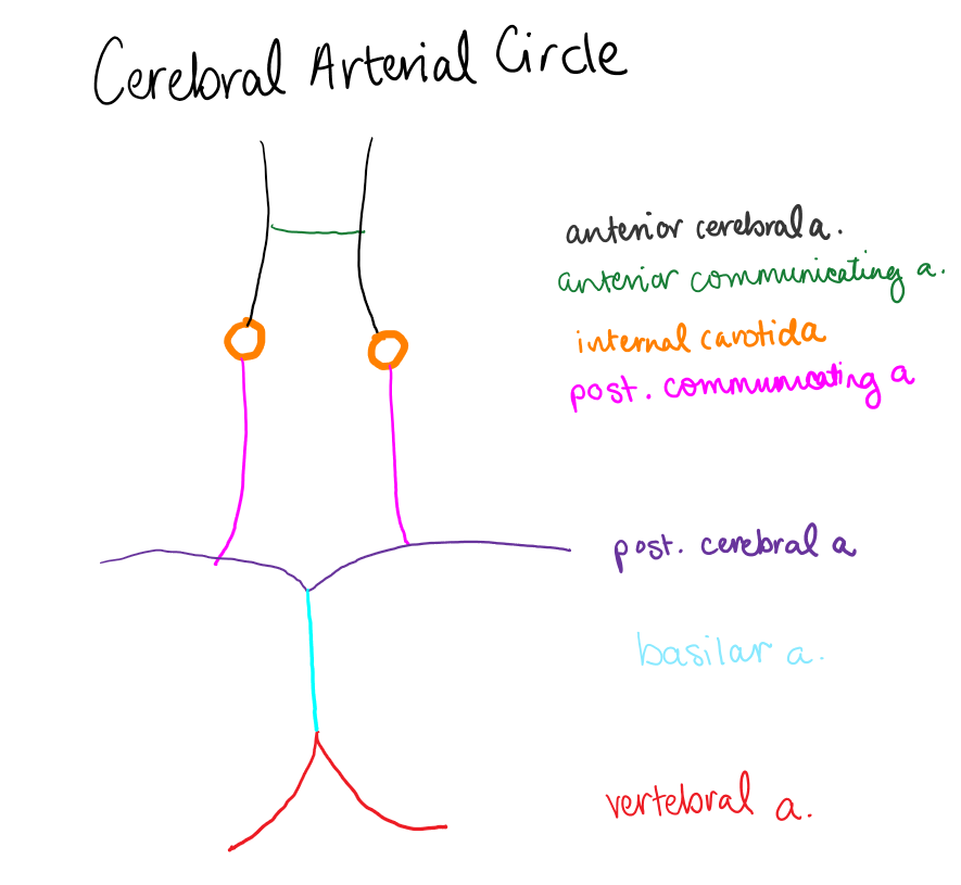 <p>Anterior cerebral aa, anterior communicating a, internal carotid aa, posterior cerebral aa, posterior communicating aa (idk if basilar a counts but i dont think so)</p>