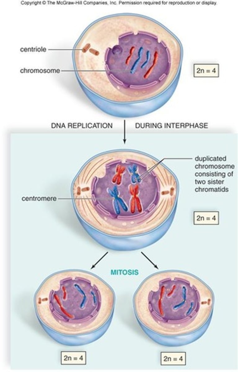 <p>The synthesis phase of interphase where DNA is replicated.</p>
