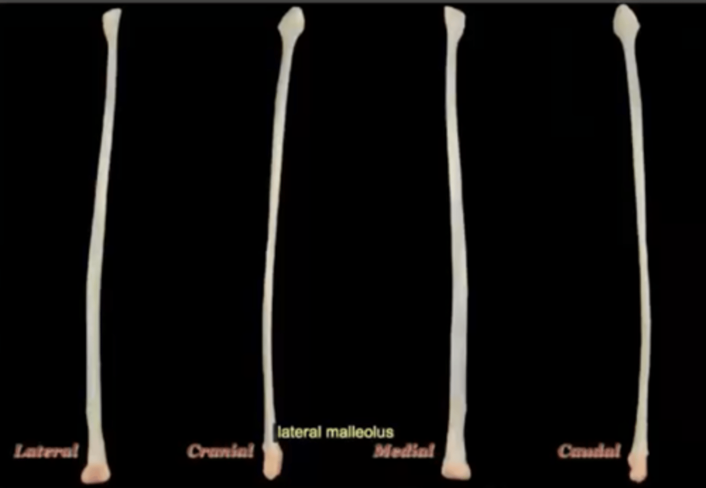 <p>distal end of the fibula bone and forms a prominent knob on the outside of the ankle joint (hock)</p>