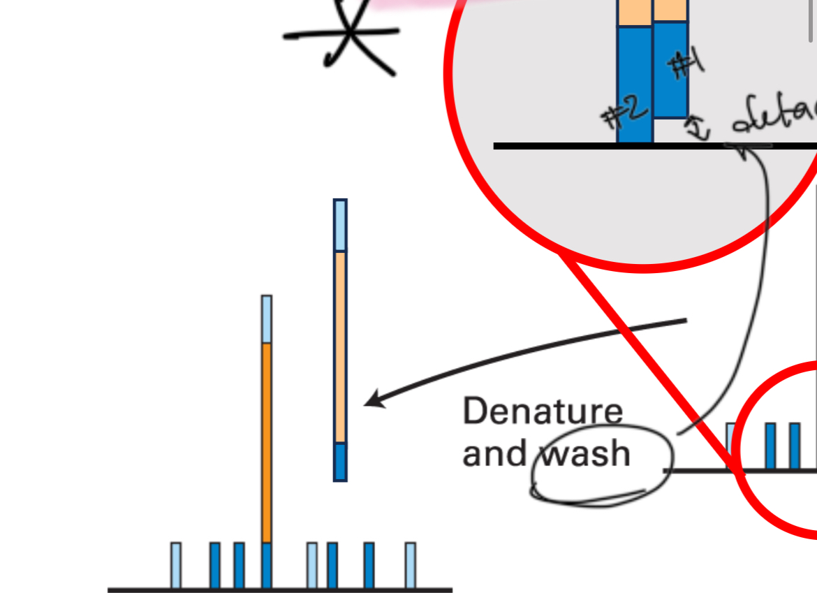 <p>Denature and wash</p>