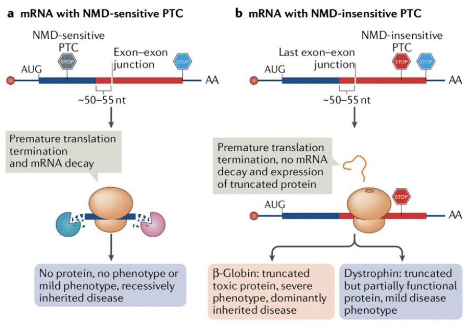 <p>The process by which cells identify and degrade mRNA molecules that contain premature stop codons, preventing the production of truncated proteins that could be detrimental to the cell. </p>