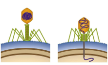 <p>Before it enters either of its 2 life cycles, bacteriophages attach to (host cell proteins) using (cell surface receptors) and (injects genome) through cell wall into cytoplasm like shooting the bacteria</p>