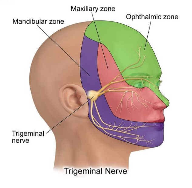 <ul><li><p>Somatic sensation for front of the face</p></li><li><p>Trigeminal nerve (V): face, teeth etc.</p></li></ul><p></p>