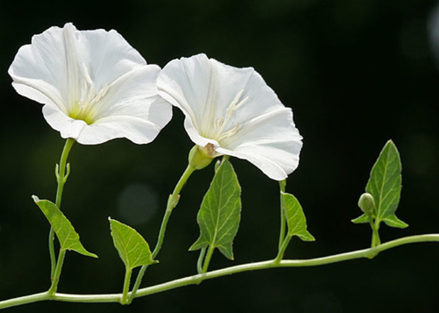 <ul><li><p>twining vine</p></li><li><p>fused corolla</p></li><li><p>leaf flanges at base</p></li></ul><p>Species</p>