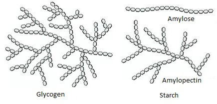 <p>long-term storage molecule in animals (similar to amylopectin but with more branching)</p>