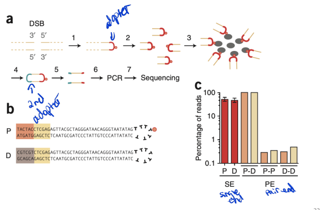 <p>a benchmark DSB detection method</p><p>direct in situ breakls labeling, enrichment on streptavidin and next-generation sequencing</p><p>nucleotide resolution - determine position of event</p><p><strong>Key Steps in BLESS:</strong> </p><ol><li><p class=""><strong>DSB Labeling</strong> – Biotinylated oligonucleotides bind exposed DNA ends in fixed cells.</p></li><li><p class=""><strong>Enrichment</strong> – Streptavidin purification isolates labeled DNA fragments.</p></li><li><p class=""><strong>Sequencing</strong> – High-throughput sequencing identifies DSB locations across the genome.</p></li></ol><p></p>