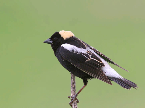 <p>Order: Passeriformes Family: Icteridae</p>