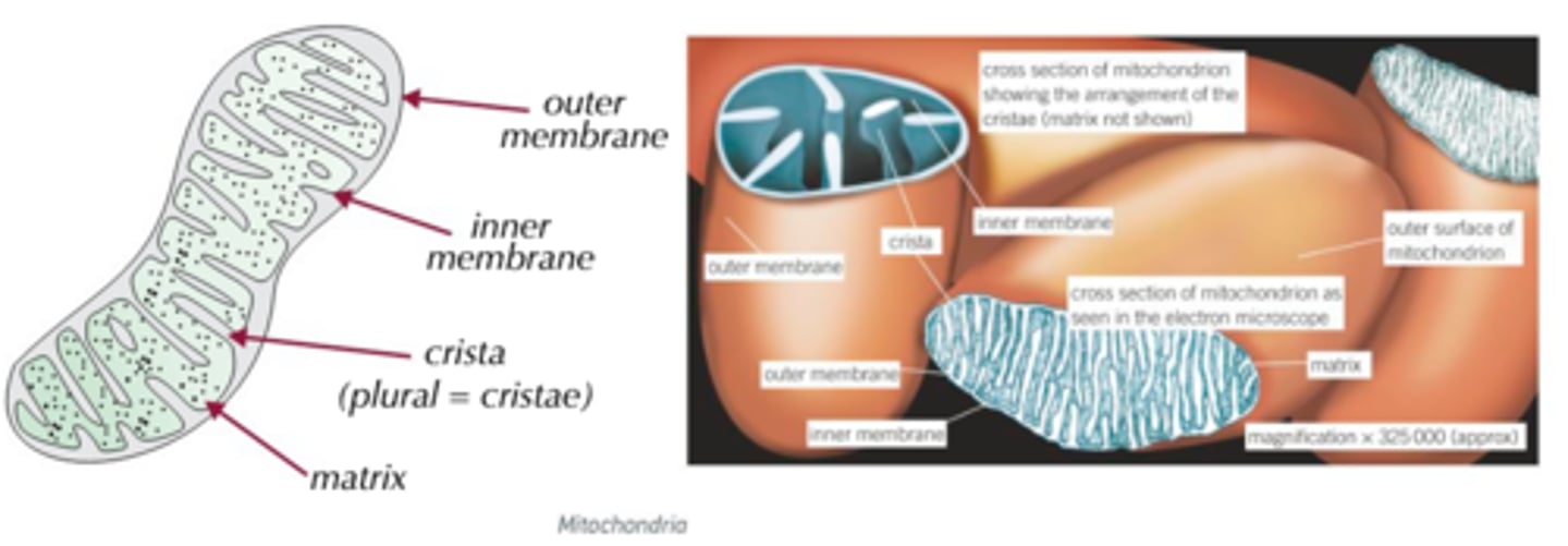 <p><strong><span style="text-decoration:underline">Description:</span></strong></p><p>Rod-shaped; 1-10 μm in length, made up of:</p><p>1) <span style="text-decoration:underline">Double membrane:</span></p><p>- Controls entry/exit of material.</p><p>- Iner membrane folded to form extensions known as cristae.</p><p>2) <span style="text-decoration:underline">Cristae:</span></p><p>- Extensions of inner membrane.</p><p>- Extend across the whole width of the mitochondrion in some species.</p><p>- Provide large surface area for attachment of enzymes and other proteins involved in respiration.</p><p>3) <span style="text-decoration:underline">Matrix:</span></p><p>- Makes up remainder of mitochondrion.</p><p>- Contains protein, lipids, ribosomes and DNA that sllows mitochondria to control production their own proteins.</p><p>- Location of many respiratory enzymes.</p><p><strong><span style="text-decoration:underline">Function:</span></strong></p><p>- Sites of aerobic stages of respiration (the Krebs cycle and the oxidative phosphorylation pathway).</p><p>- Responsible for production of ATP (the energy-carrier molecule), from respiratory substrates such as glucose.</p><p>- Number/size of mitochondria/cristae are high in cells with high levels of metabolic activity, and require plentiful supply of ATP (these include muscle and epithelial cells; epithelial cells in the intestine require a lot of ATP for absorption of substances from the intestines via active transport).</p>