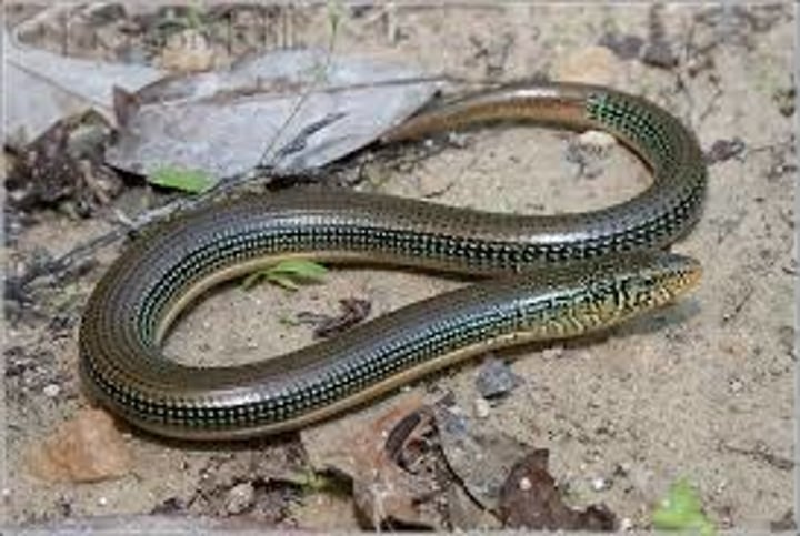 <p>45-108cm</p><p>Dark green dorsal coloration with lateral black lines from head to tail</p><p>Yellow ventral coloration with white markings on their necks and dorsal sides</p><p>Tail length is often twice SVL</p><p>Lateral grooves on body that expand for breathing</p><p><strong>Lacking middorsal dark stripe and longitudinal lines below lateral grooves and tail</strong></p>