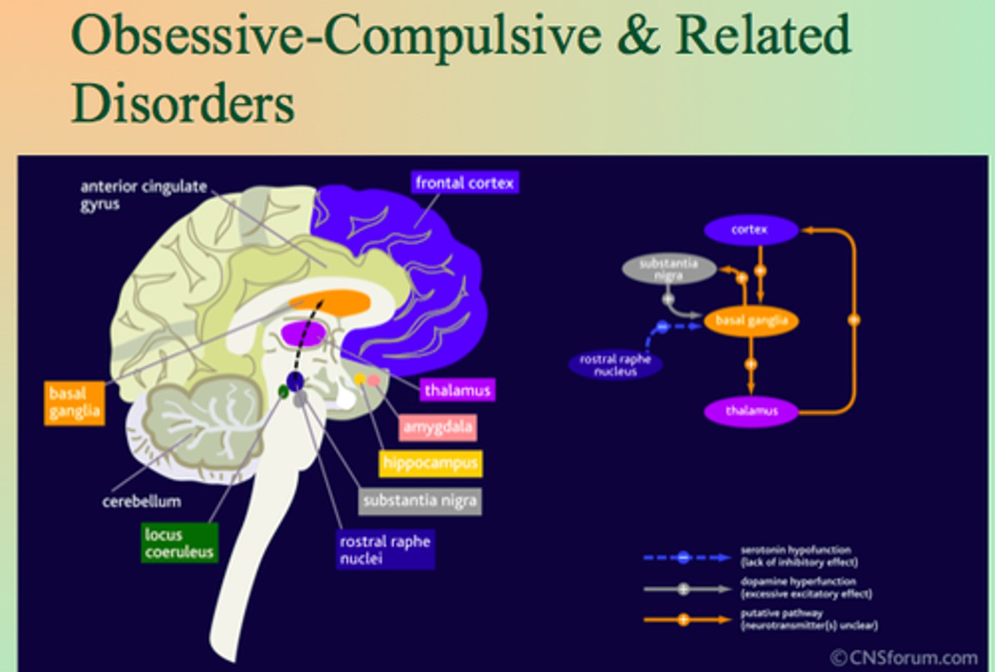 <p>overlapping disorders involving unwanted thoughts along with behaviors that drive a person to do something over and over</p>