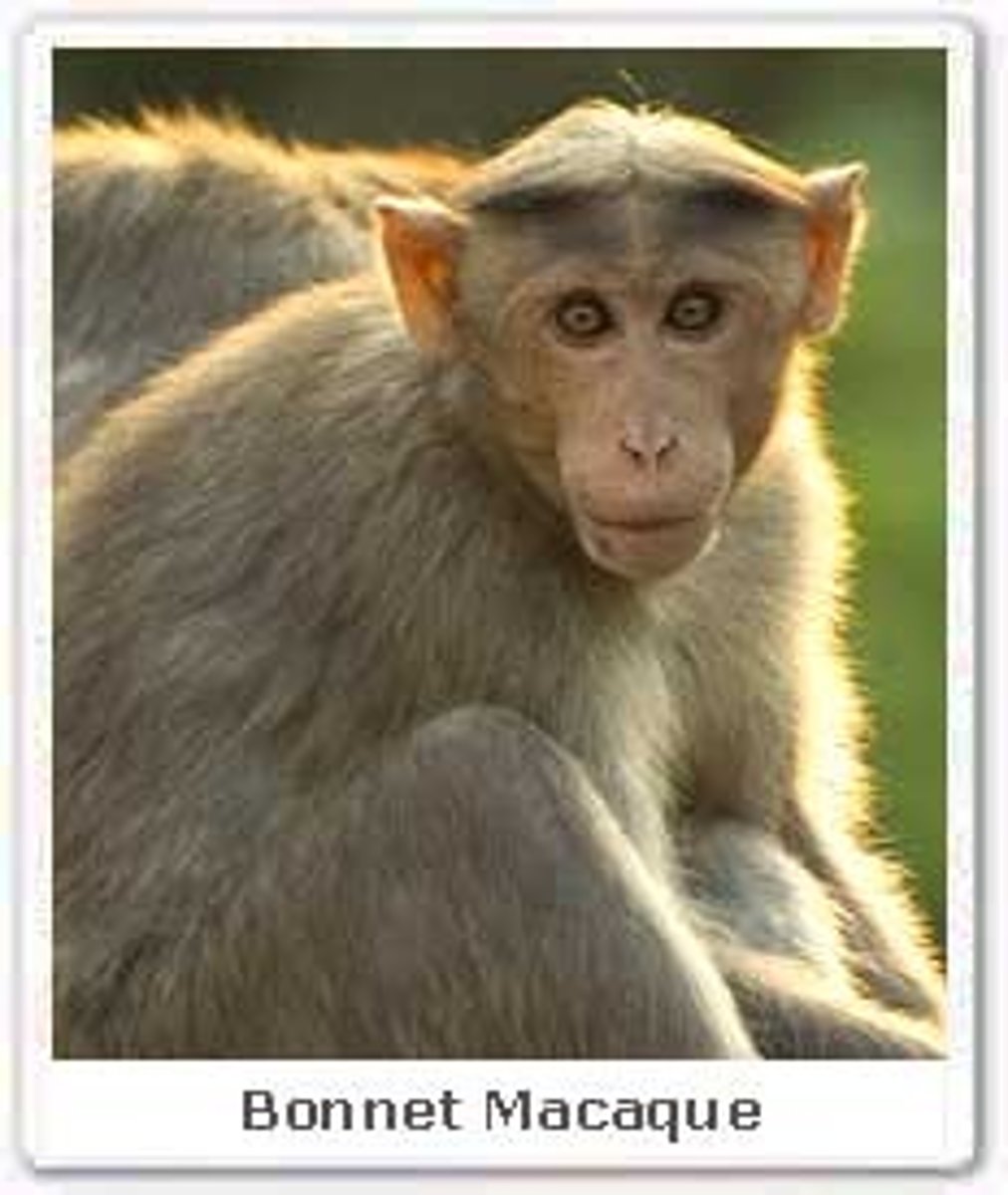 <p>Bonnet macaque</p>