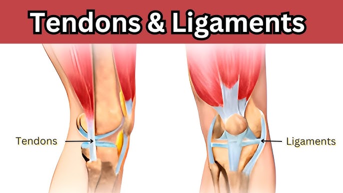 <p>Ligaments are tough, fibrous bands of <strong>connective tissue</strong>. It serves to support internal organs and <strong>hold bones together at the joint</strong>. </p>
