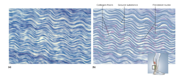 <p>Dense regular connective tissue</p>