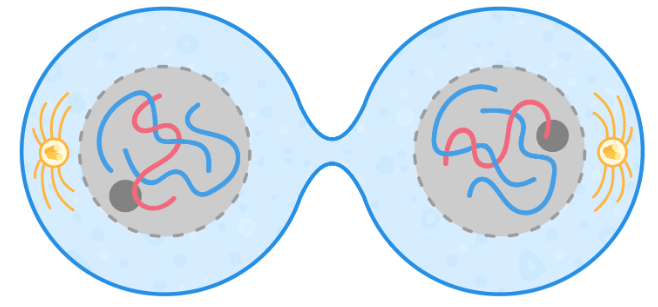<p>Cytokinesis- after mitosis, the cytoplasm and cell membrane divides, producing two genetically identical daughter cells.</p>