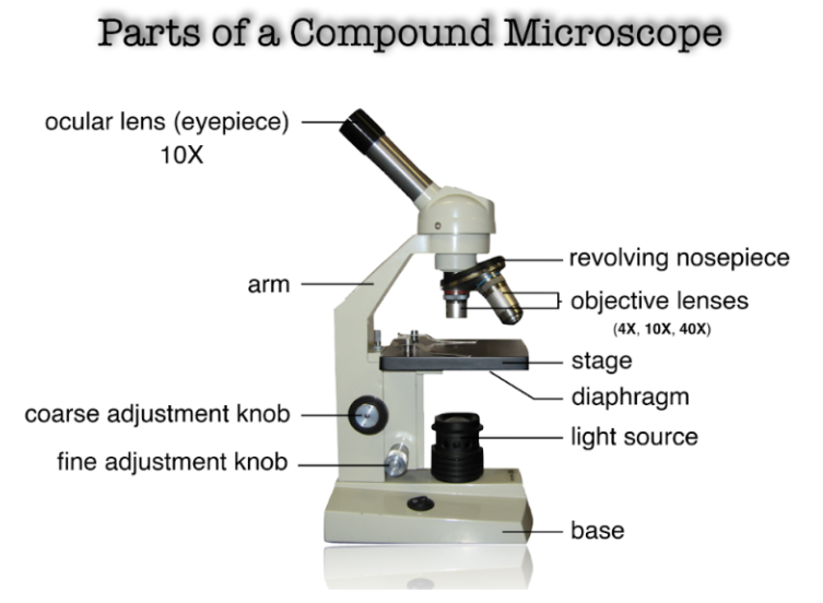 <p>Magnifies specimen - 4X, 10X, 40X and 100X Multiply by 10X (ocular lens) to get total magnification</p>