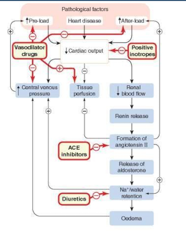 <p>Principle issue in HF is a decrease in cardiac output, resulting in a decrease in tissue perfusion, inability to meet body’s metabolic needs.</p><p><strong>• Stimulate the heart</strong></p><p>• Sympathomimetics - mimic A / NA</p><p><strong>• Offload the heart</strong></p><p>• Diuretics - offload pressure</p><p>• Vasodilators - reduce pre-load and CVP, improving tissue perfusion (due decrease RAAS activation)</p><p><strong>• Inodilators</strong></p><ul><li><p>An inodilator is a type of medication that combines two distinct actions: it acts as a <strong>positive inotrope</strong><span> (increasing the strength of heart muscle contraction) and a </span><strong>peripheral vasodilator</strong></p></li></ul><p></p>
