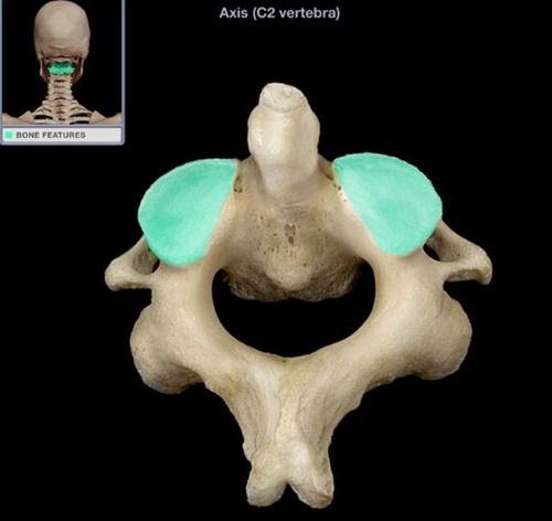 <ul><li><p>for articulation for atlas</p></li></ul><p></p>